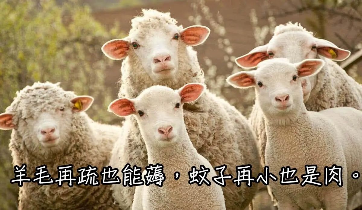 支付宝上的几笔保险羊毛(支付宝保险薅羊毛)