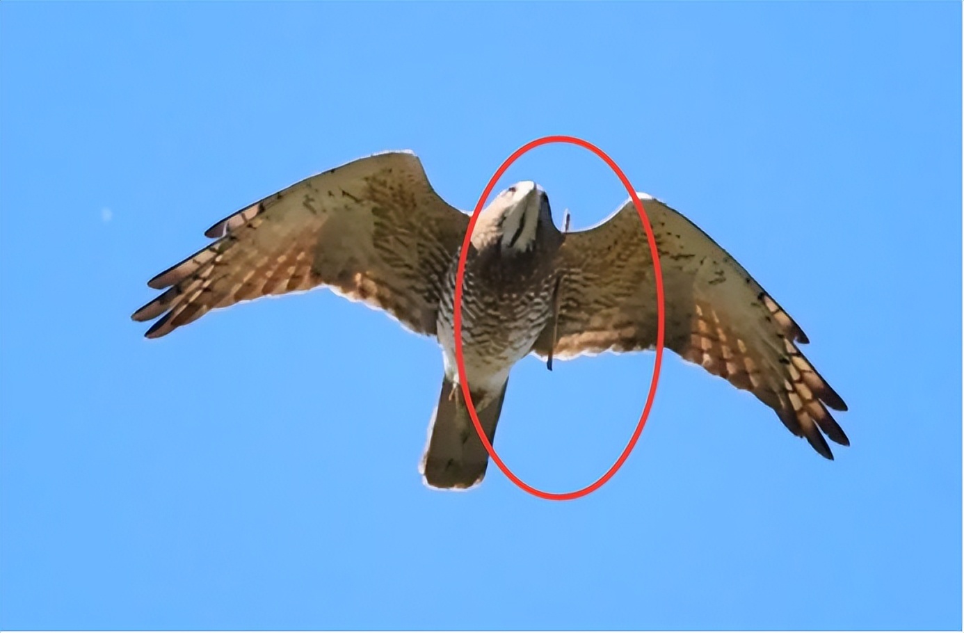 当时一些鸟类爱好者聚集在百望山观鸟,结果发现有一只翅膀中箭的灰脸