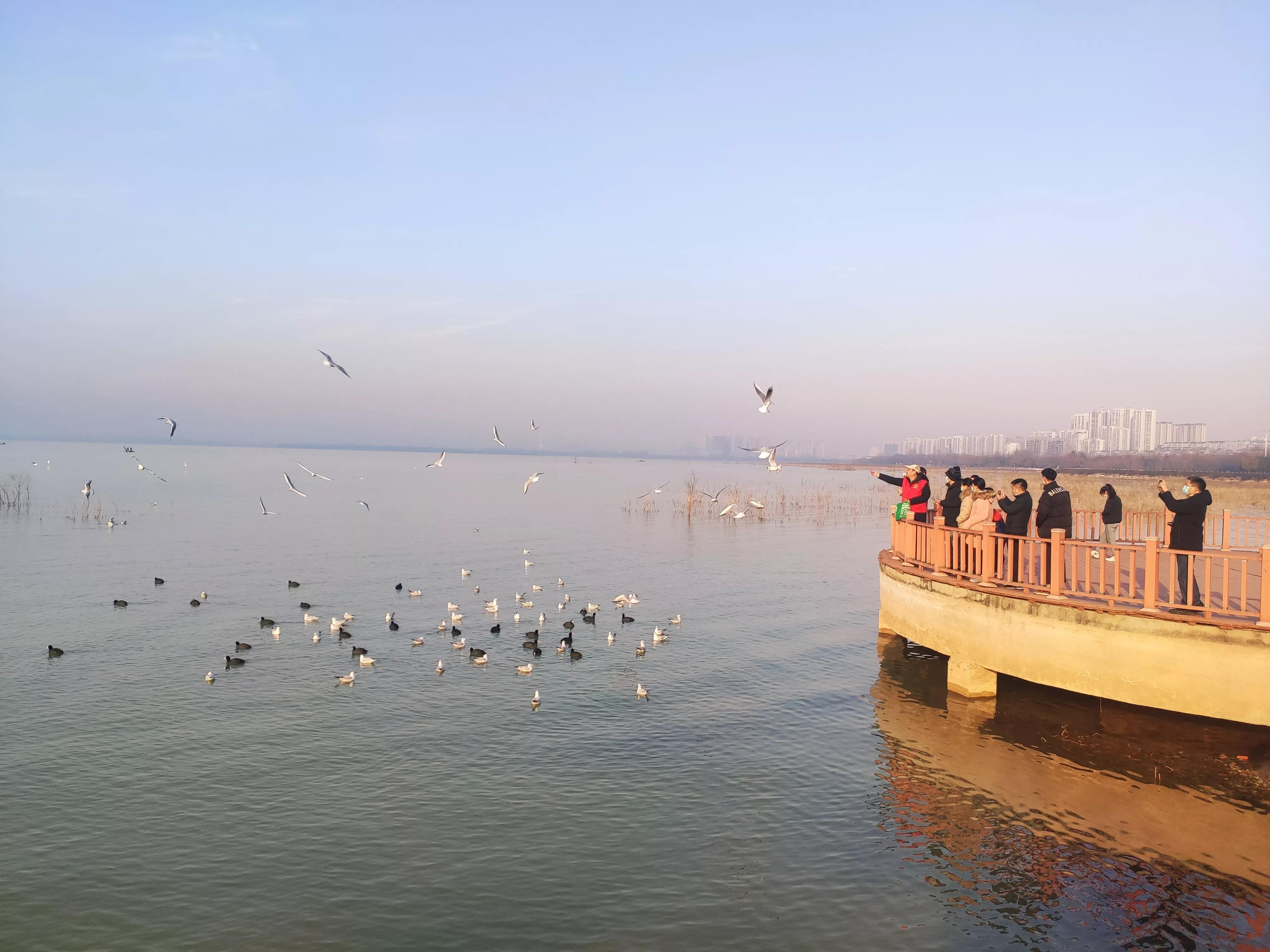 河南冬天游玩好去处！烟波浩渺的白龟湖畔，数千只红嘴鸥在等你