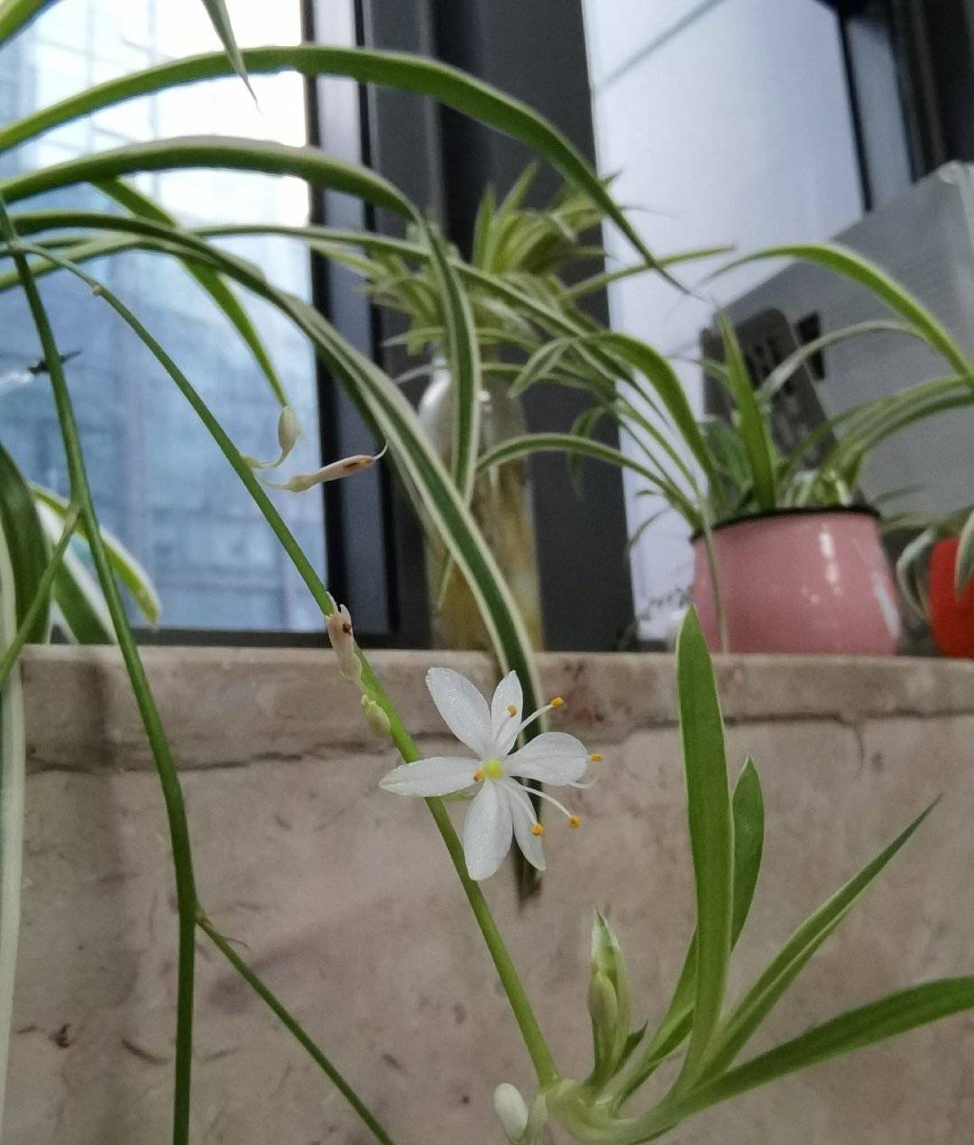 吊兰开花(养好吊兰,3个方面不能少,郁郁葱葱,小吊兰很多,能开花)