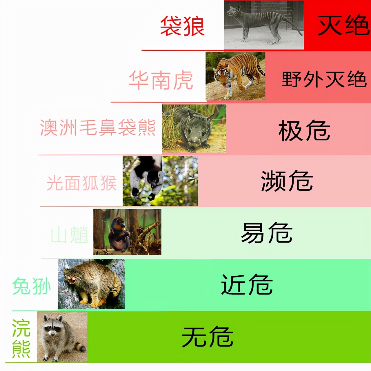 国家林草局：考虑华南虎放归野外！不解决基因问题：放多少都没用