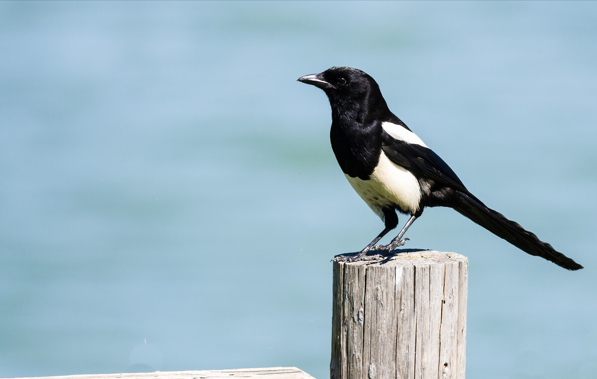 聪明的喜鹊可是"高级建筑师",它的窝外表粗糙内部奢华,扛风雪