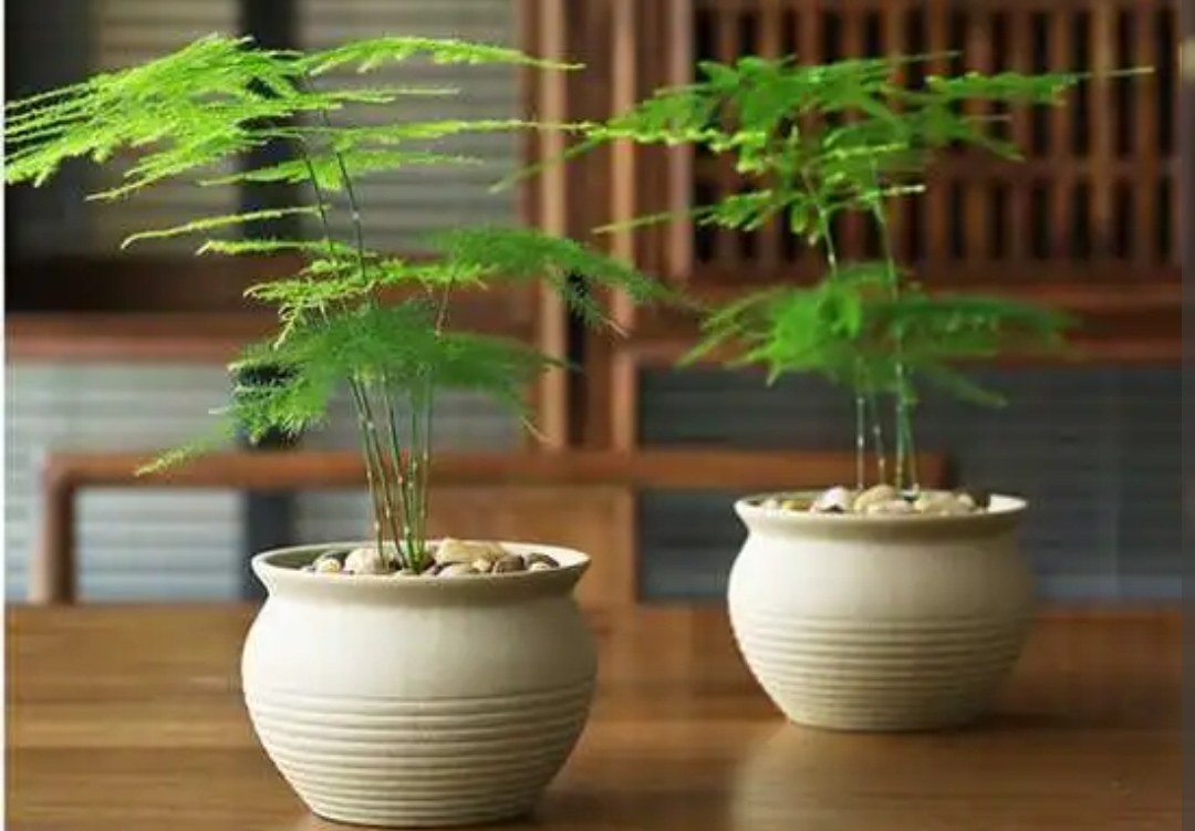养文竹，记住4个关键点，长得枝叶翠绿，姿态优美