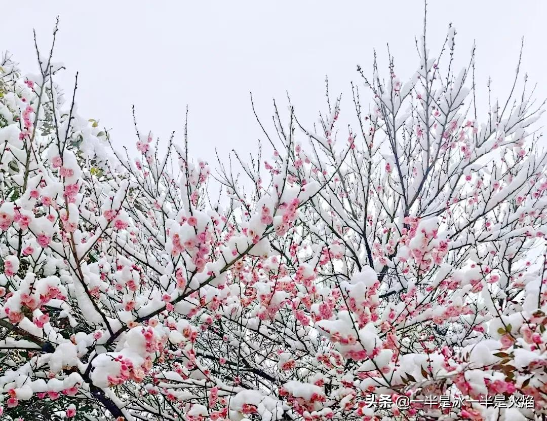 关于雪的散文诗三年级(三年级散文诗短篇)
