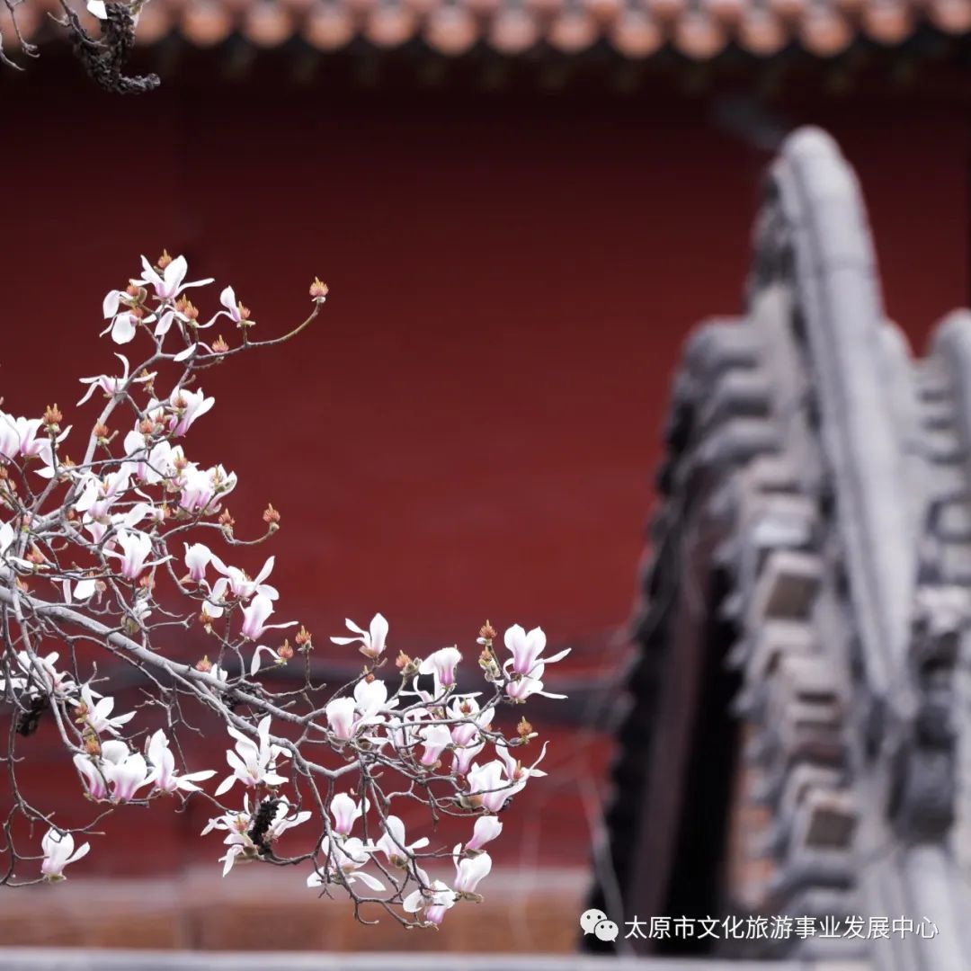 线上展览|“山河春意 锦绣太原——花的世界”主题摄影线上图片展（一）