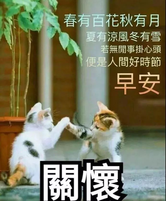 早上好表情包 一声问候 快乐相伴 一声祝福 幸福安康 祝你今日最温馨图片