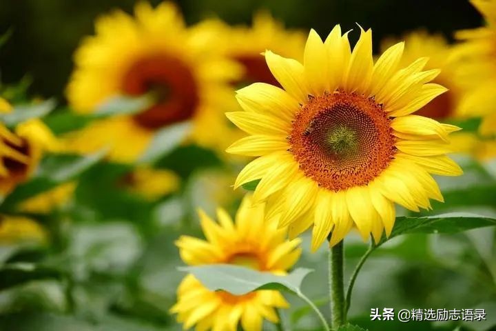 心情好,人不老