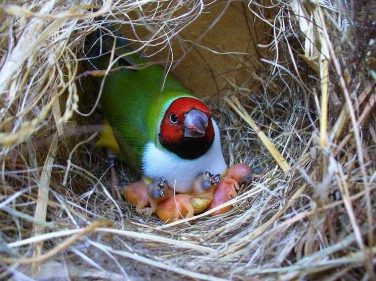 鸟宝宝有多内卷?为了让父母投喂自己,这种雏鸟长出恐怖的嘴巴