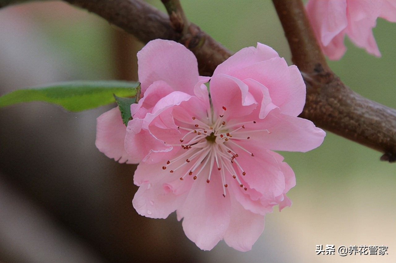 桃花長什麼樣子的介紹(桃花10大觀賞品)