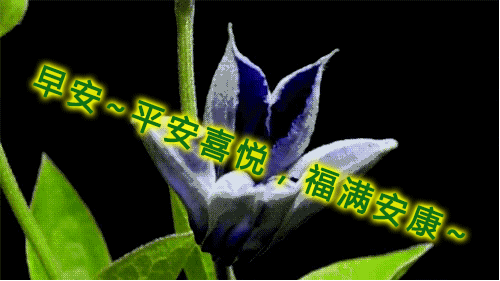 早上好图片带字 早上好问候动态表情图片 快乐活在当下 尽心就是完美图片
