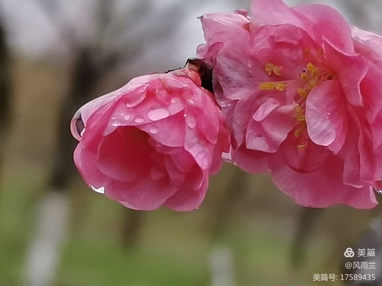 烟雨蒙蒙问花村 作者：武术兰
