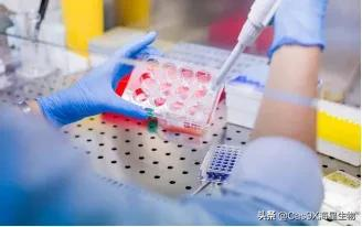 支原体的检测方法有哪些?
