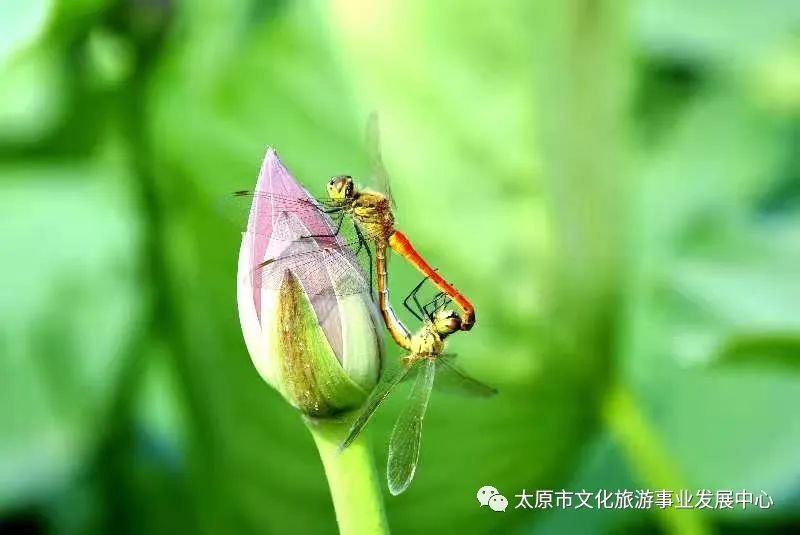 线上展览|“山河春意 锦绣太原——花的世界”主题摄影线上图片展（十七）