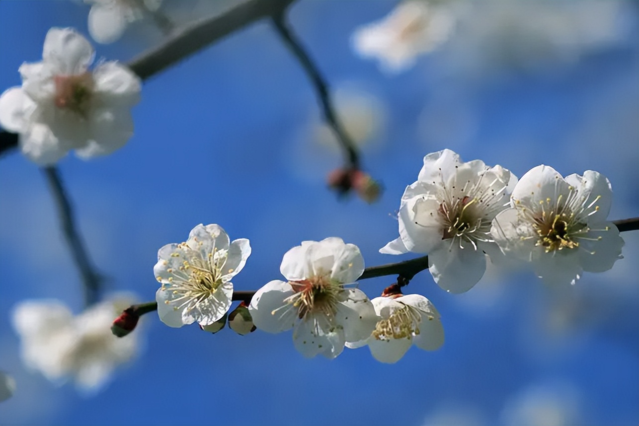 诗词鉴赏-欲与梨花共白，十首白桃花的诗词，酝酿一个浪漫春色