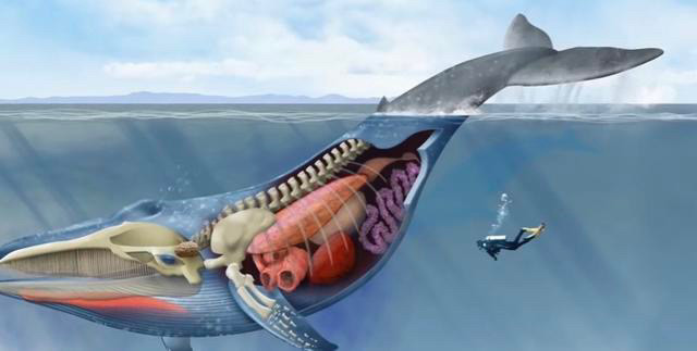 人如果被鲸鱼吞掉,用一把锋利的刀可以逃出来吗?