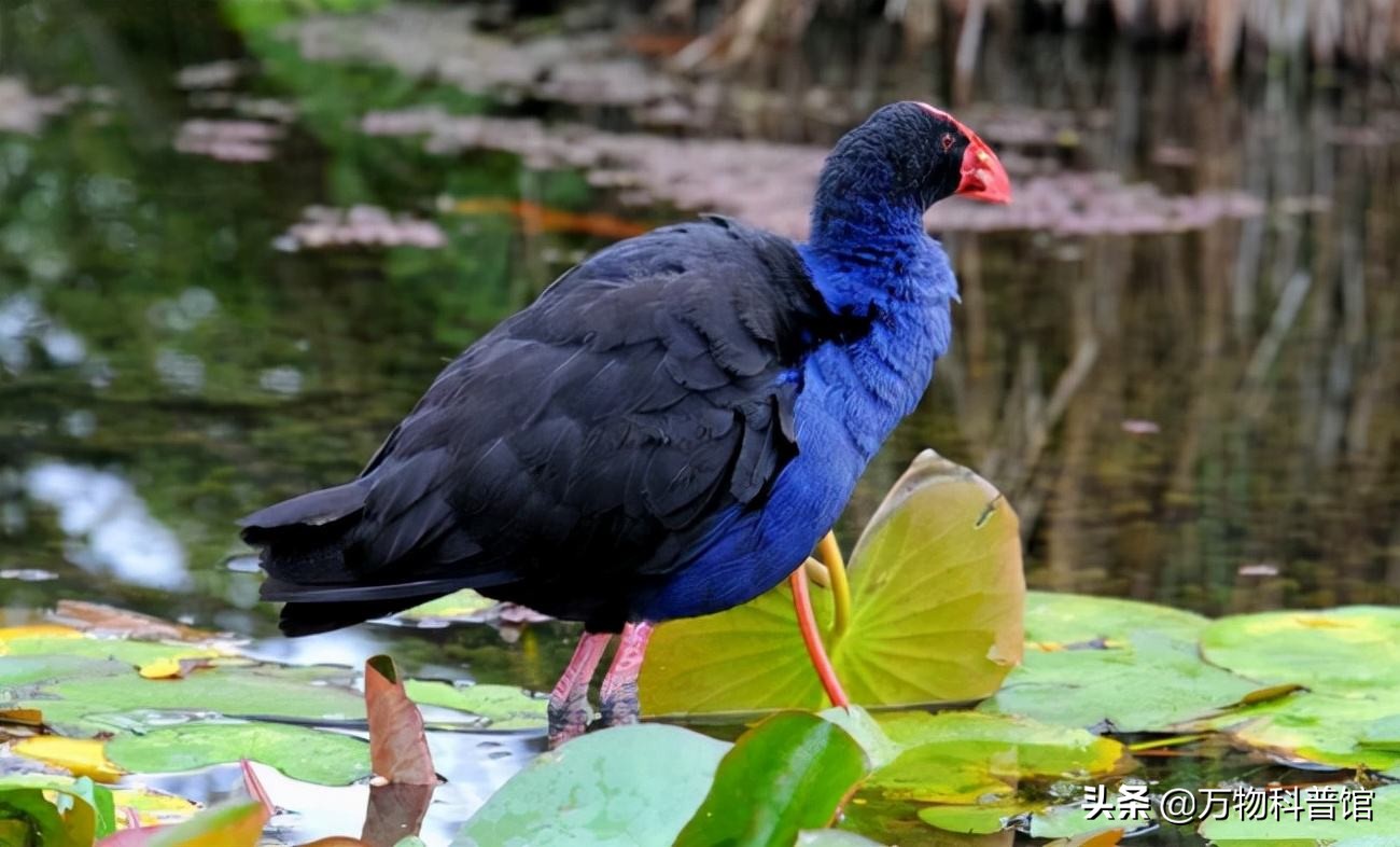 价值不菲的五大"鸡中贵族",一只鸡值一套房