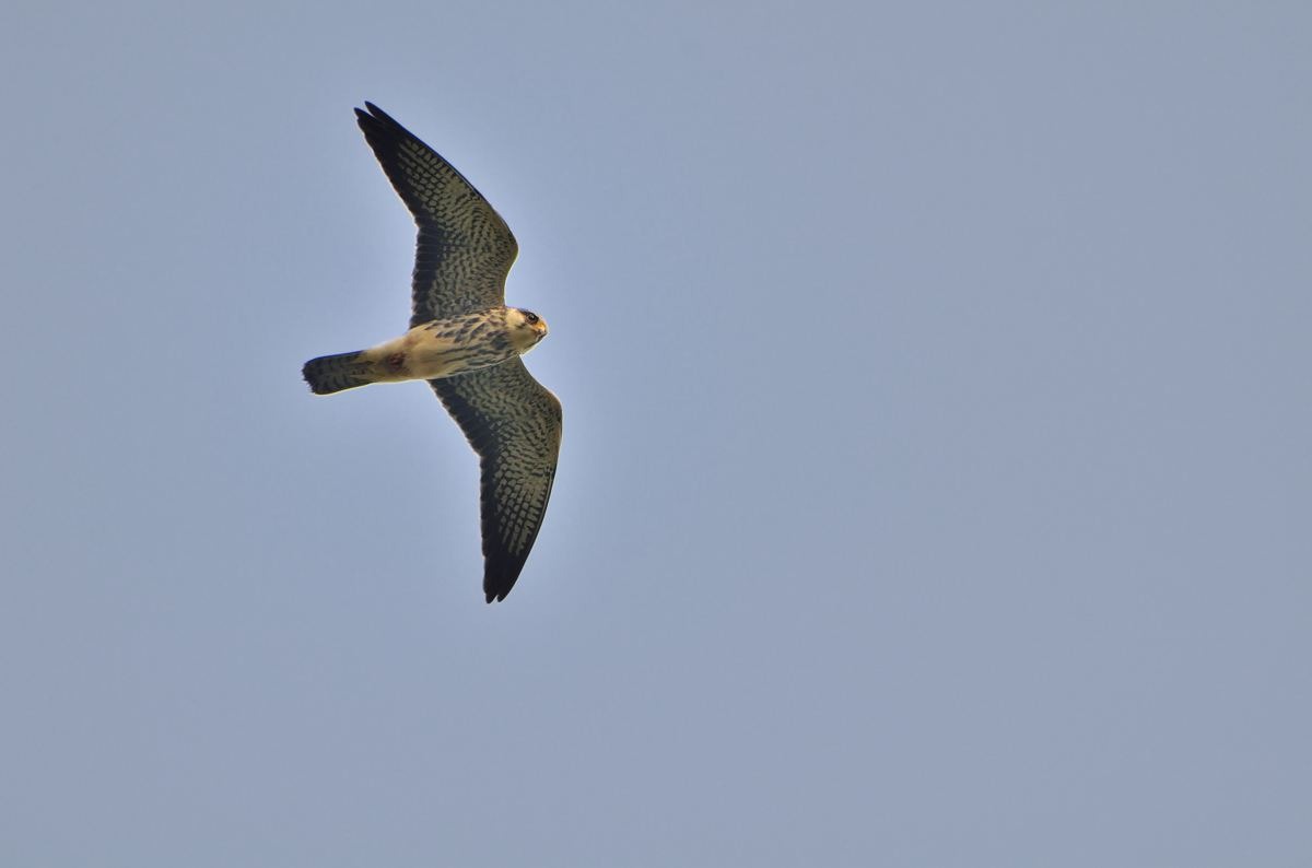 燕孑双飞是那些生肖 一双一对今期开是什么生肖 - 时代开运网