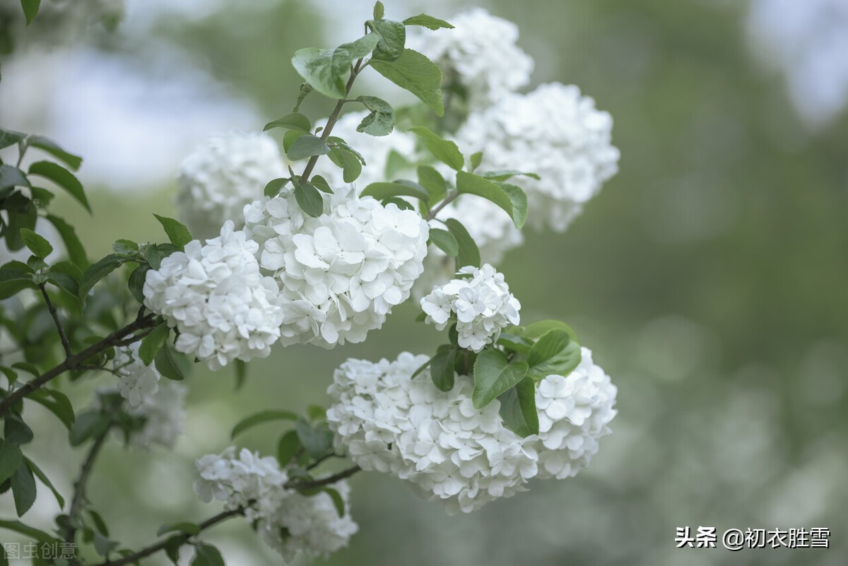 赞美绣球花的诗句（晚春绣球花诗词六首告诉你）