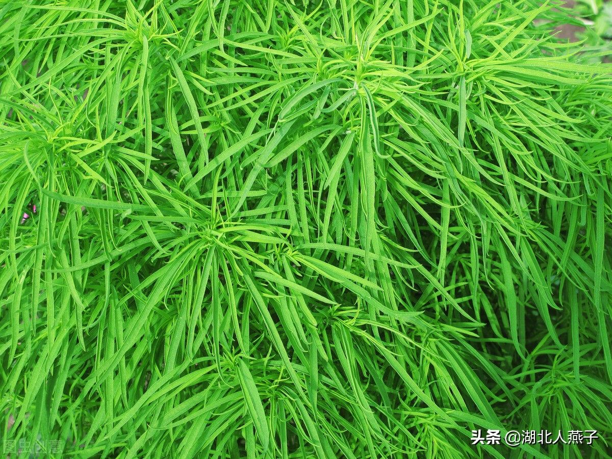 50种野菜大图片，教你认识不同的野菜和吃法，你想要的野菜这里有