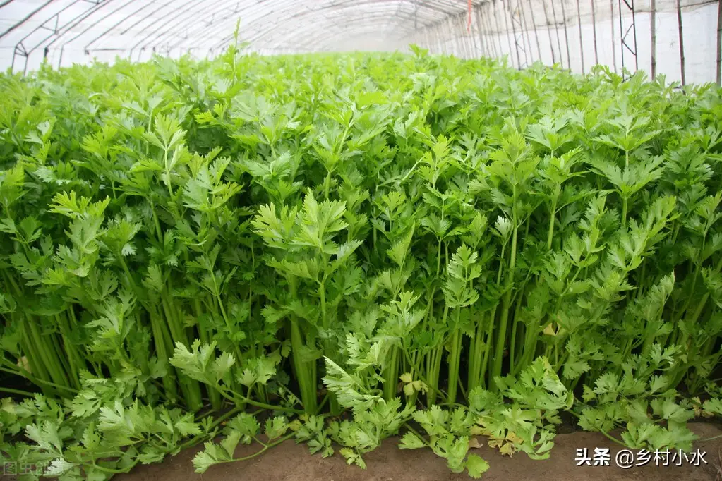 草木灰的主要成分是什么（草木灰的作用及使用方法）