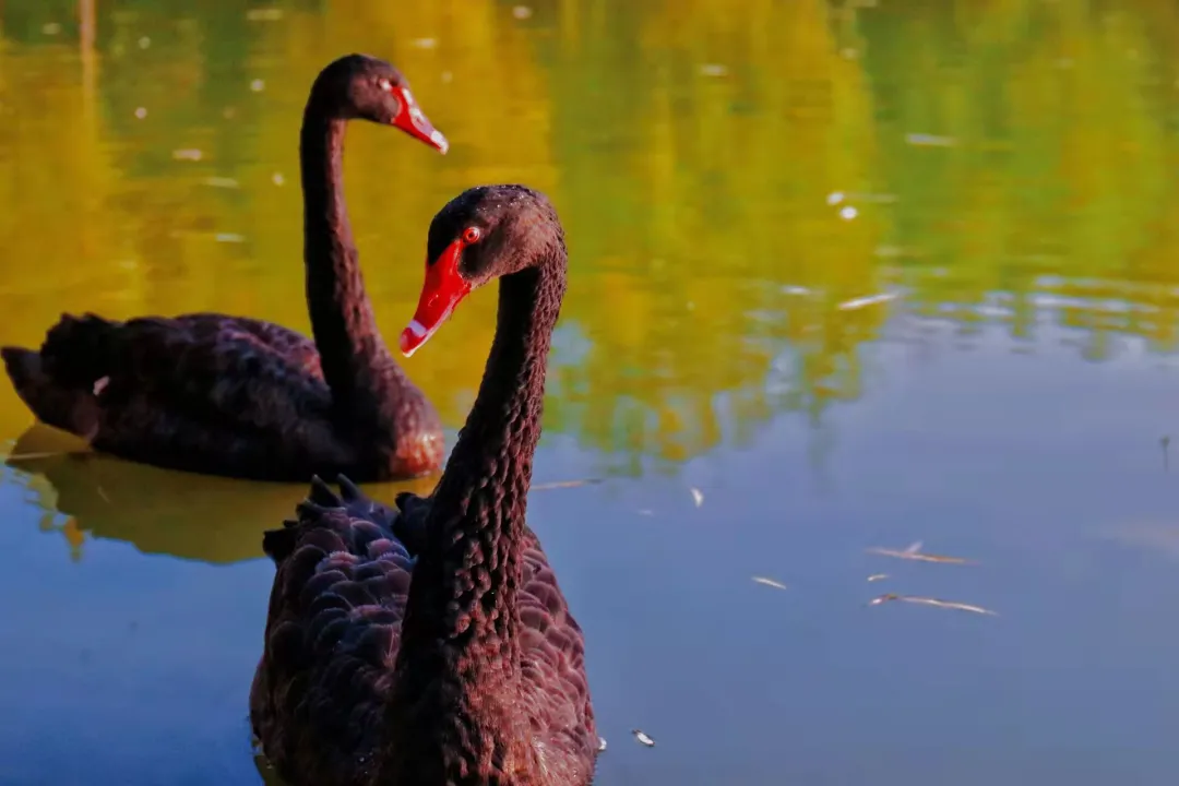 优微推荐丨入股不亏！快来一起探索生活中的小美好吧