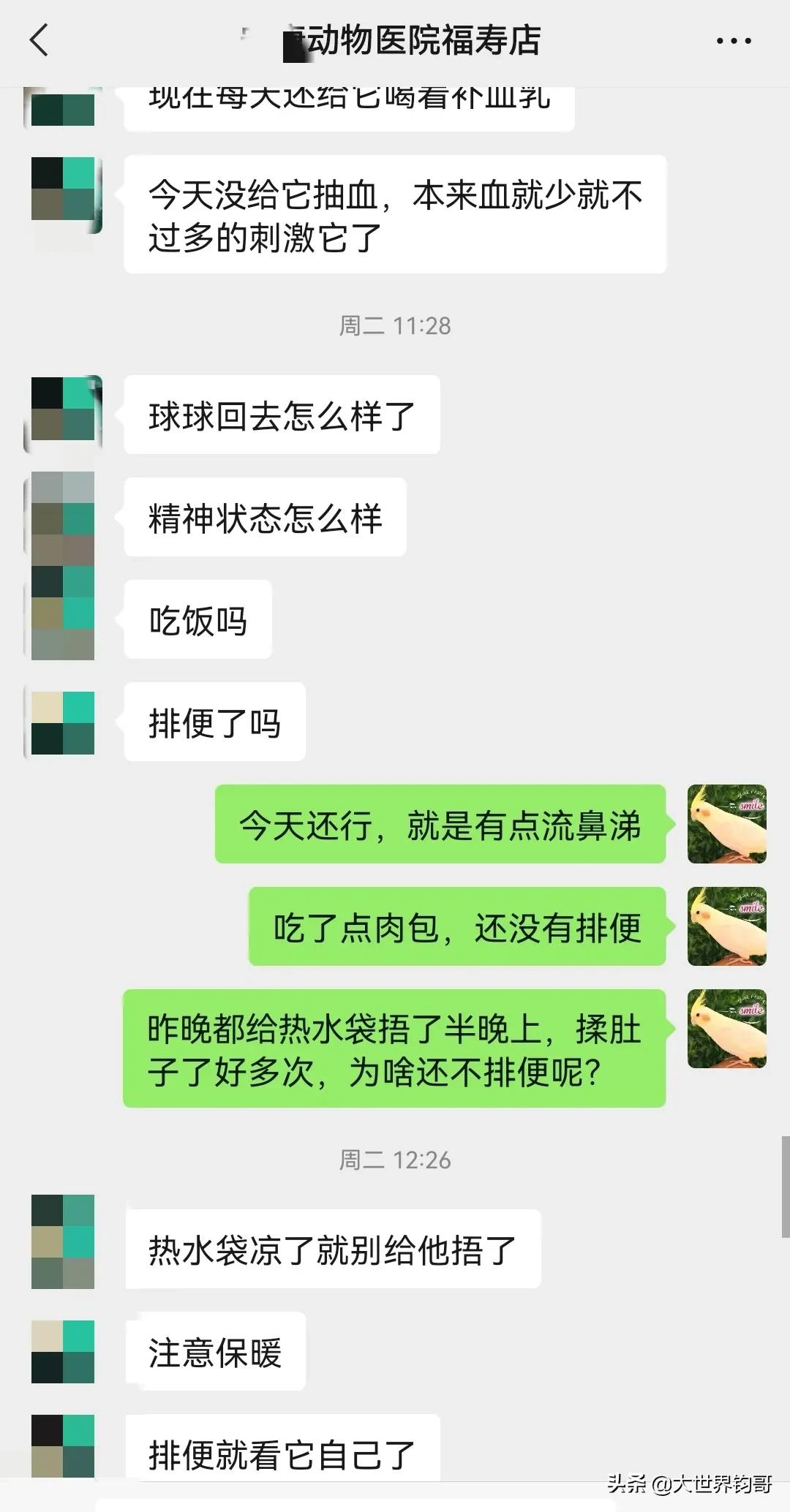 我家狗狗幼犬從得細小到康復的驚險親身經歷