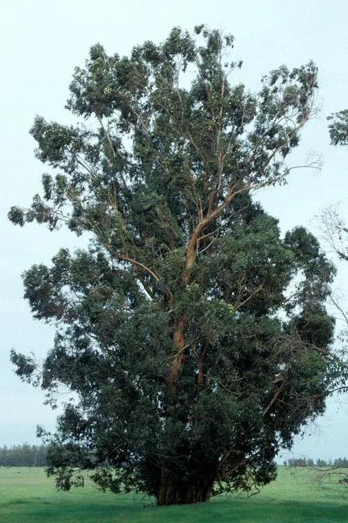 蓝桉有什么寓意(蓝桉树的功效与作用介绍)