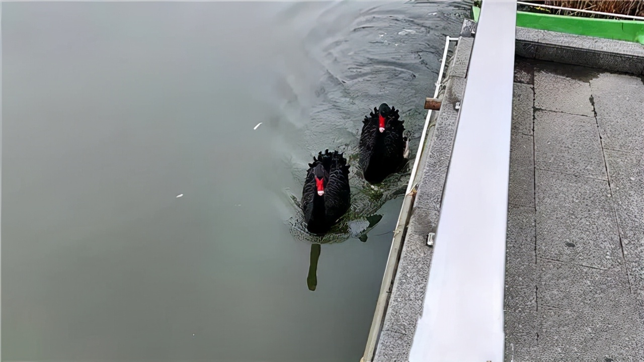 南京高校体育生下湖游泳，被湖中的黑天鹅“暴揍”，毫无还手之力