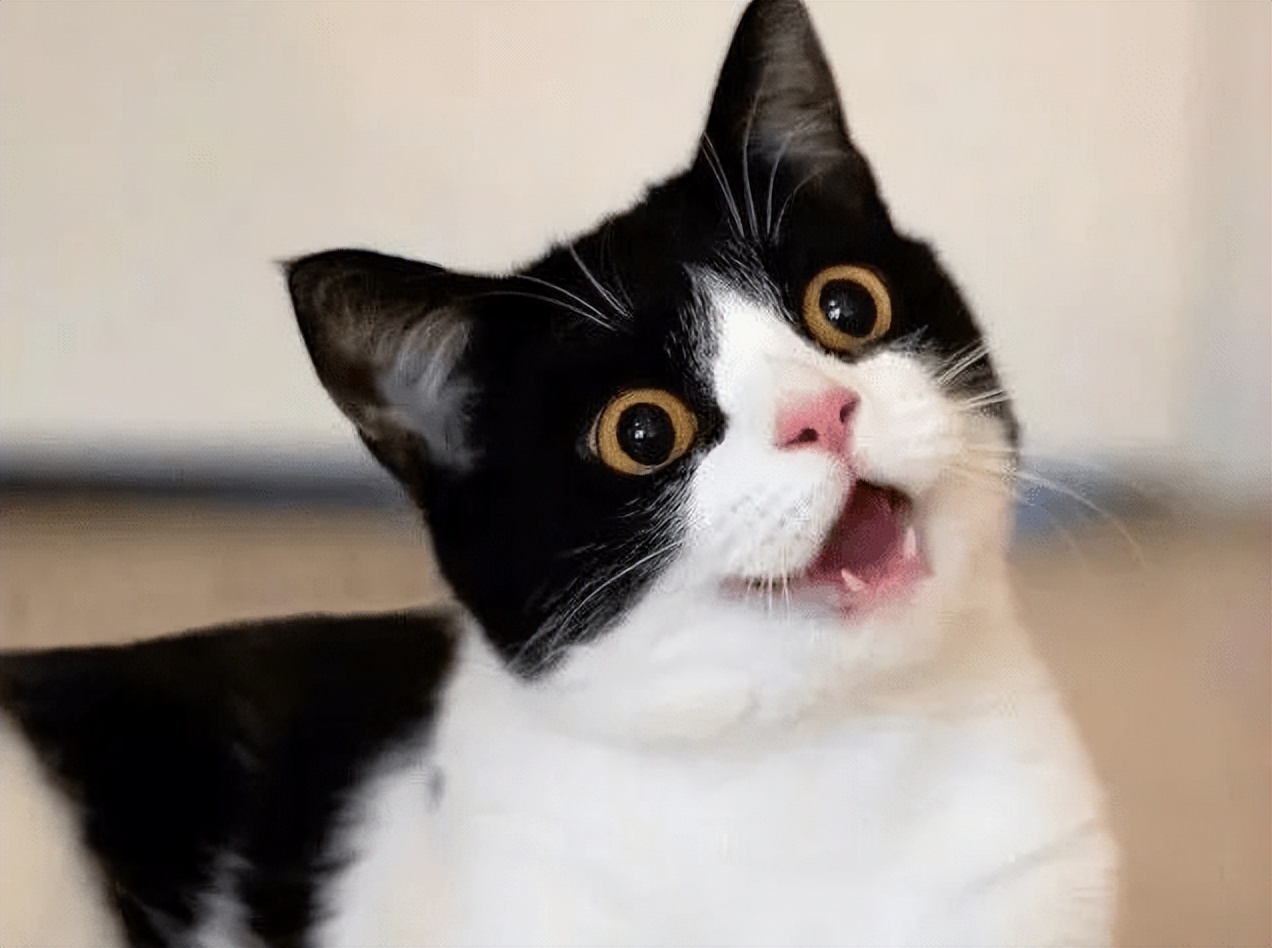 养奶牛猫的六大"好处",养过的人都不想换猫了