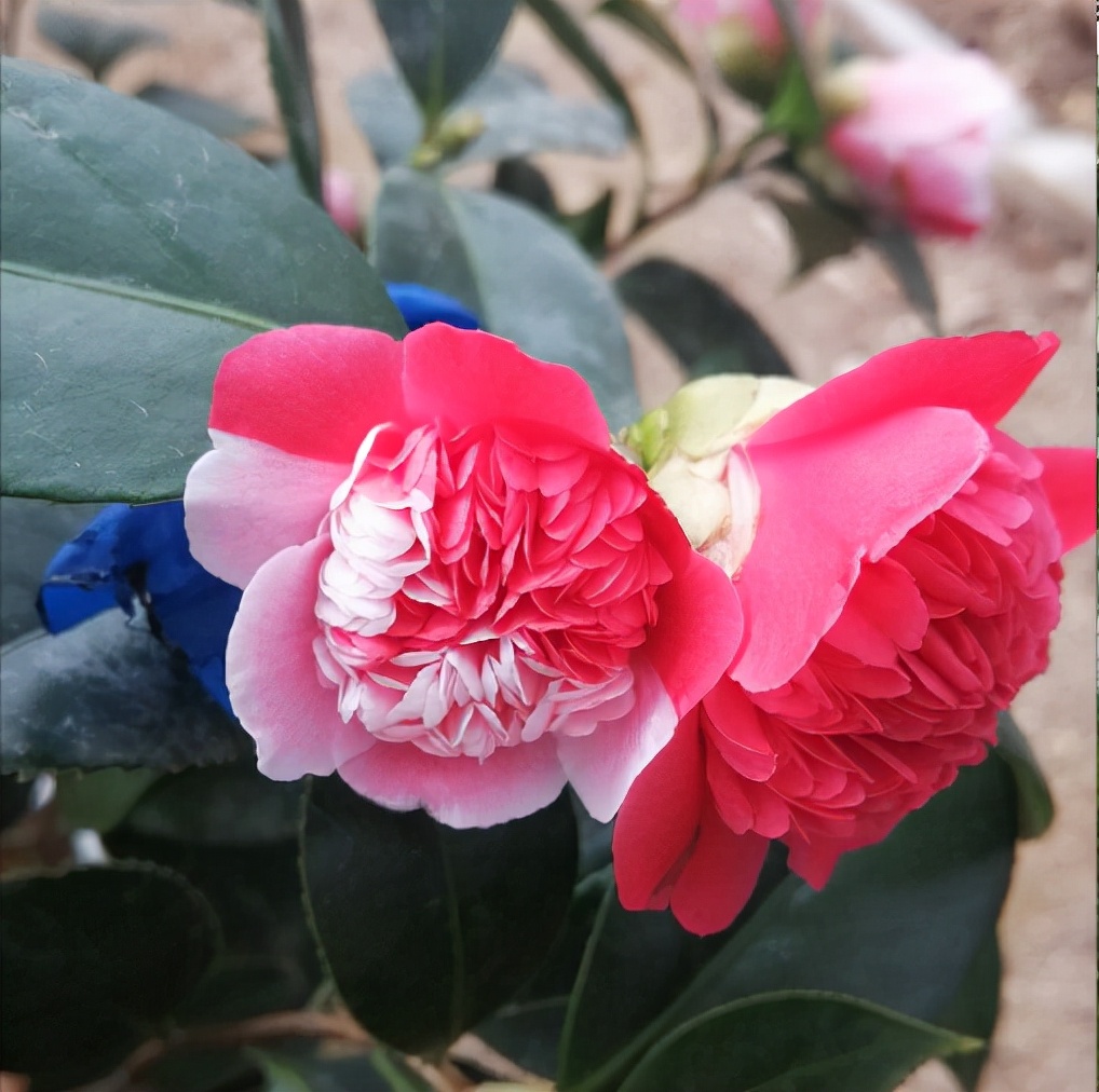 超爱“变颜色”的茶花，一树五色花，颜色艳丽赛牡丹