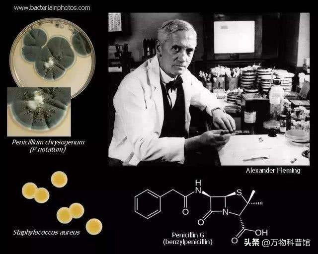 我国青霉素，如何从“天价”到“白菜价”，并占全球90%的市场？