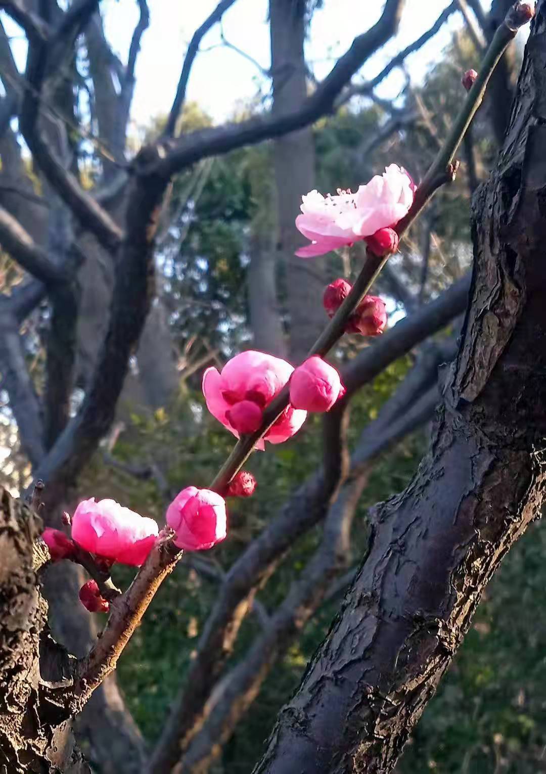 左扬钊手机掠影——新年公园览景 作者/铁一师 左扬钊