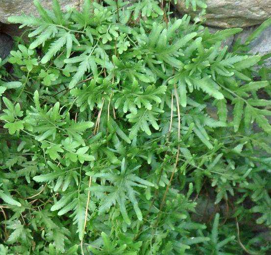 海金沙是一种什么样的植物?