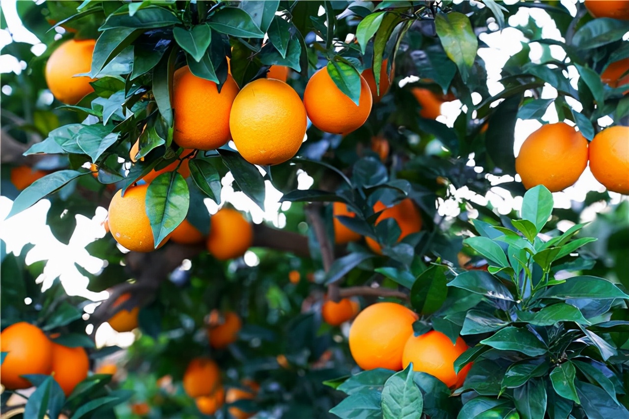江西赣南脐橙丰收了,年产百万吨,亲手采摘6块钱一斤,也太甜了