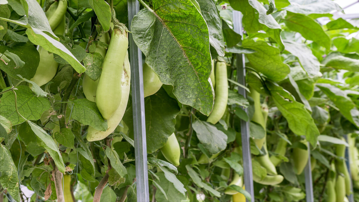 第12期/蔬菜倒茬轮作种植知识？满满都是干货，赶紧收藏