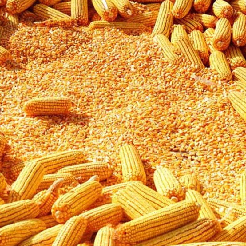 6省审1国审，抗锈抗青枯抗倒伏，高产优质广适，这个品种适合你吗