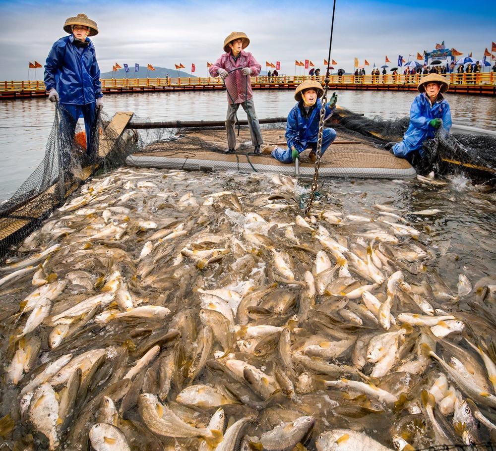 江浙沿海大黄鱼每斤20多，为何有些却能卖出，每斤1.5万的天价？