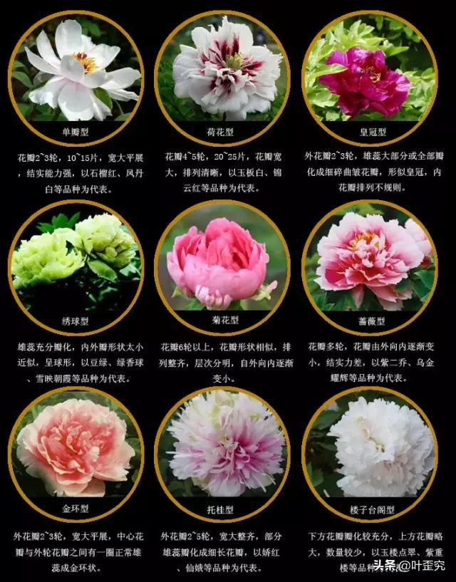 中国十大名花,您都知道吗?