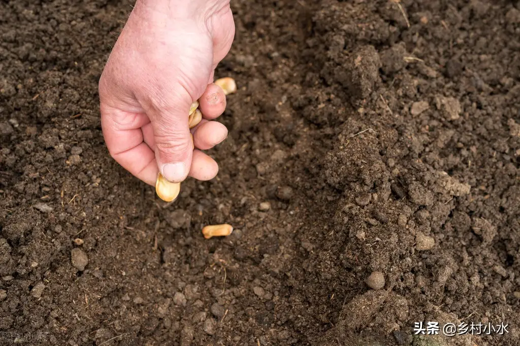 草木灰的主要成分是什么（草木灰的作用及使用方法）