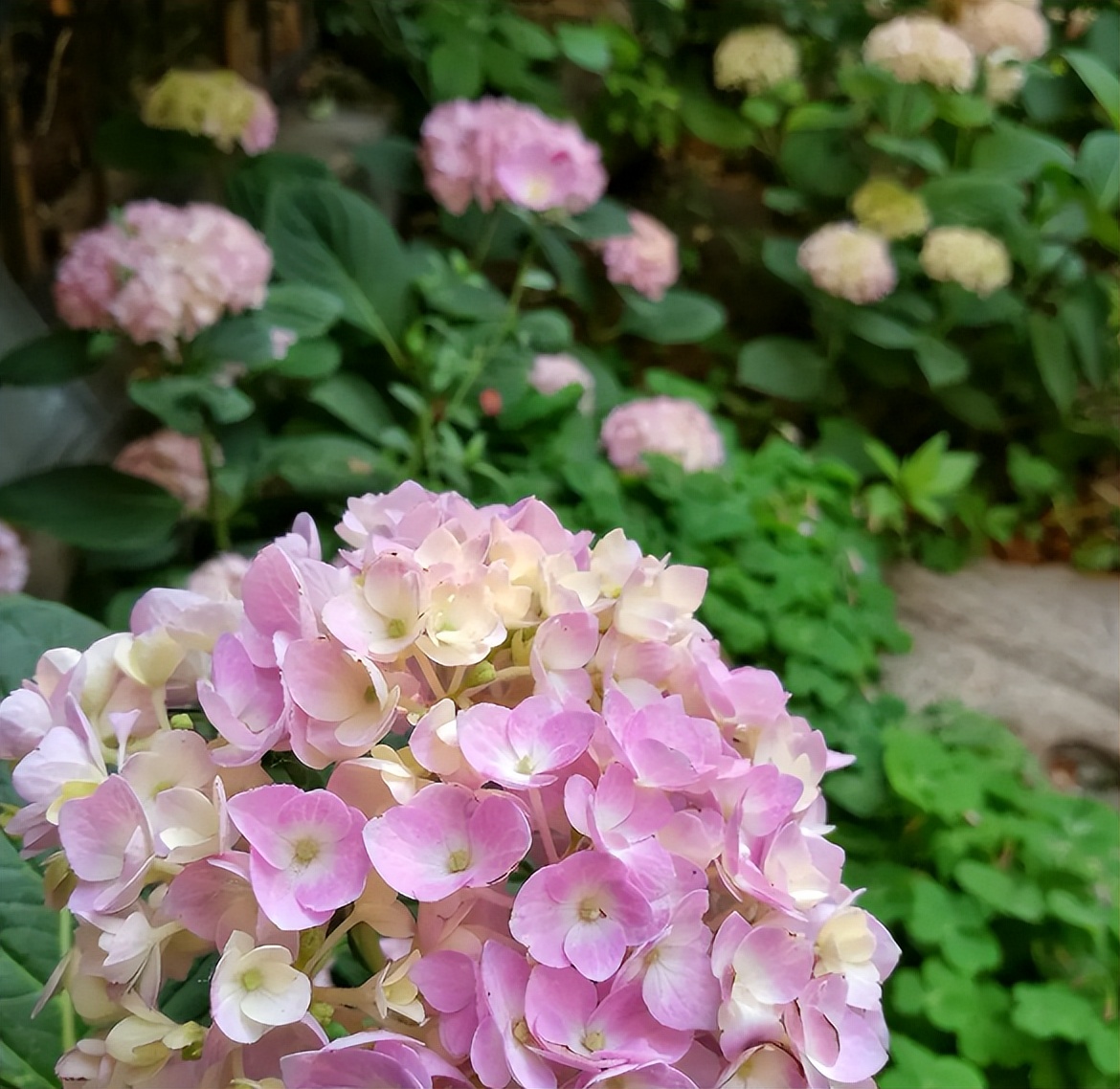 耐晒耐寒四季开花的花（花朵鲜艳耐热耐寒的四种花）