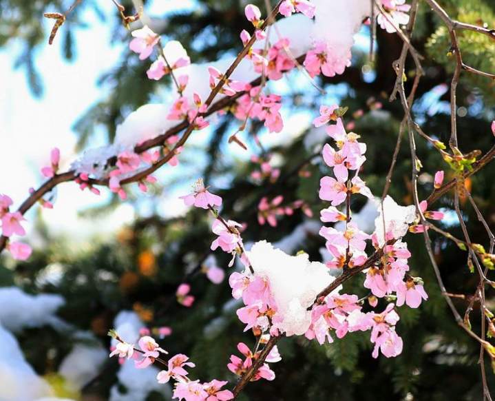 「诗词鉴赏」喜迎春雪，关于春雪的古诗词你知道多少？