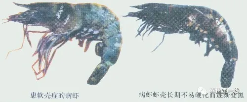 水生動(dòng)物圖文欣賞(7)——對(duì)蝦病癥25圖例