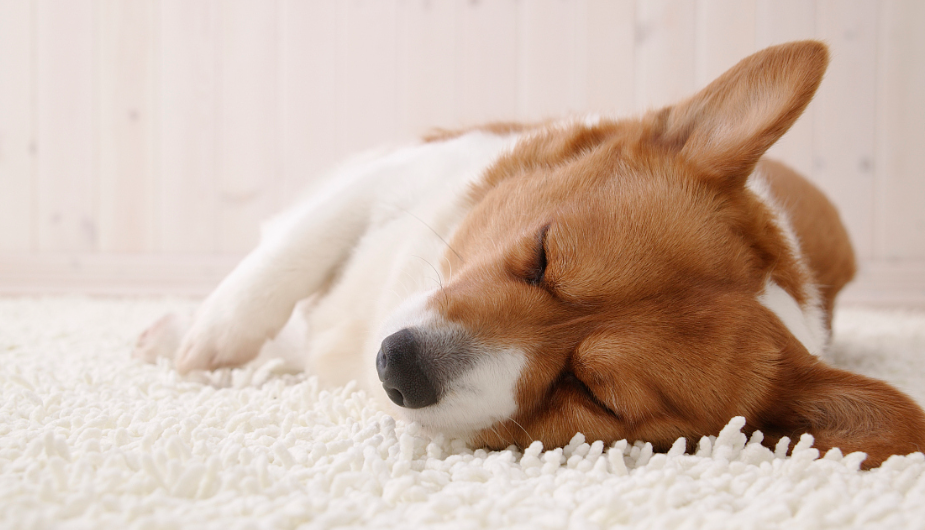 狗总是呕吐是什么原因