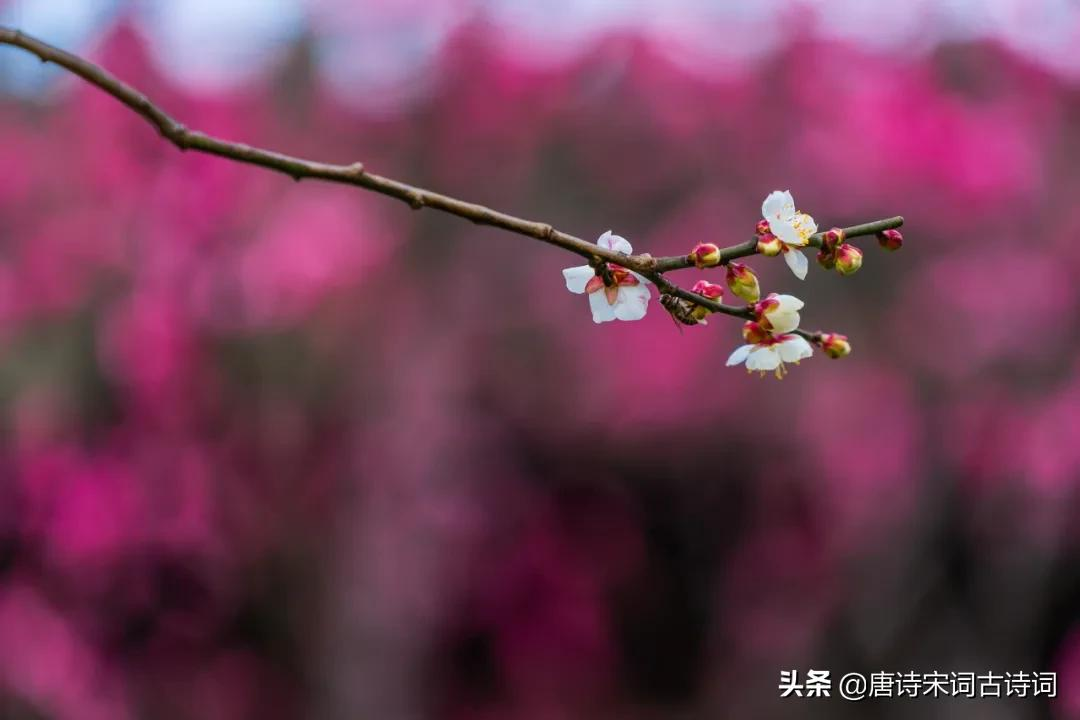 枝横碧玉天然瘦，蕾破黄金分外香