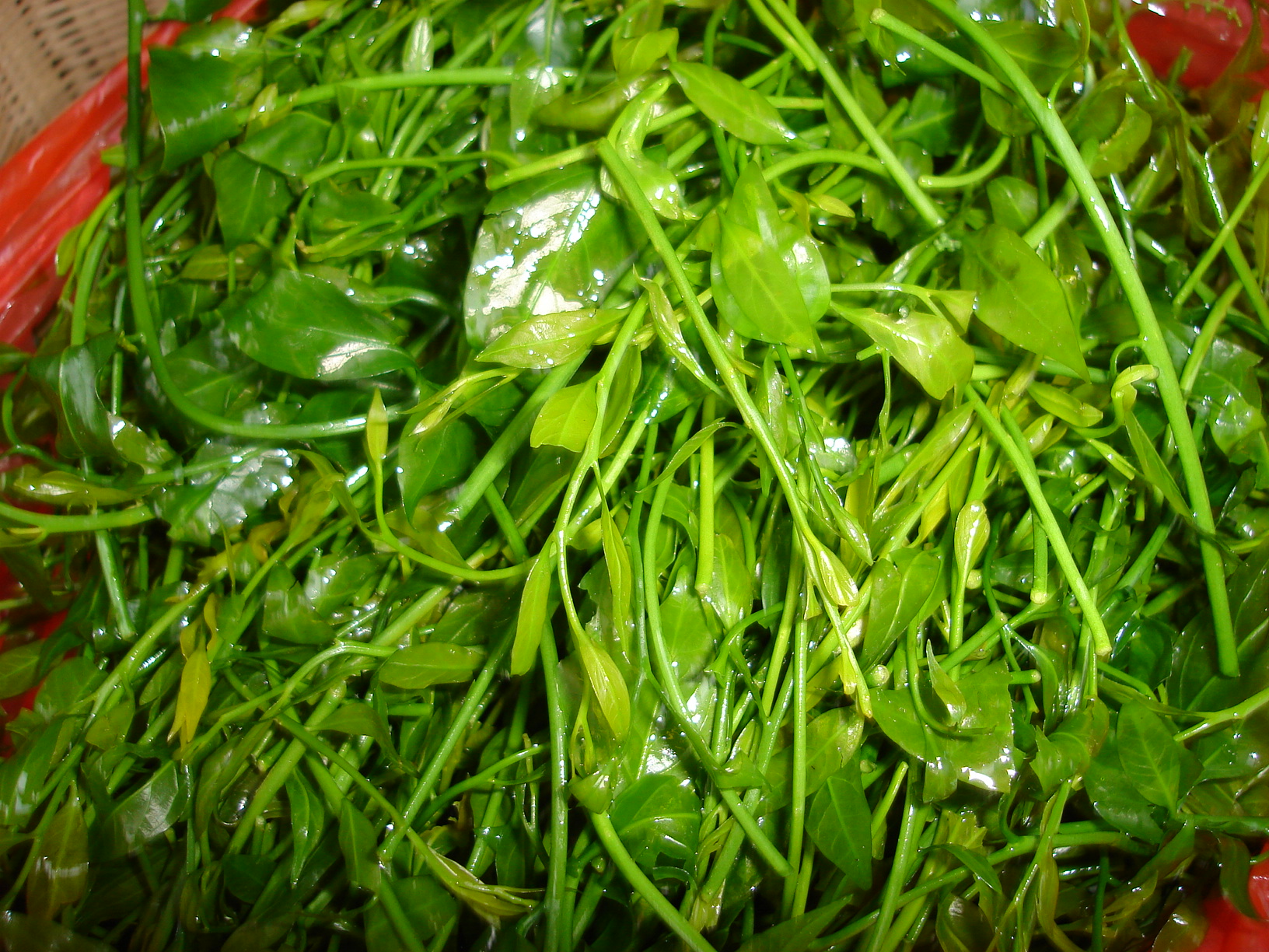 120元一市斤的野甜菜近几年来,云南红河的市民们都认为,野菜是天然