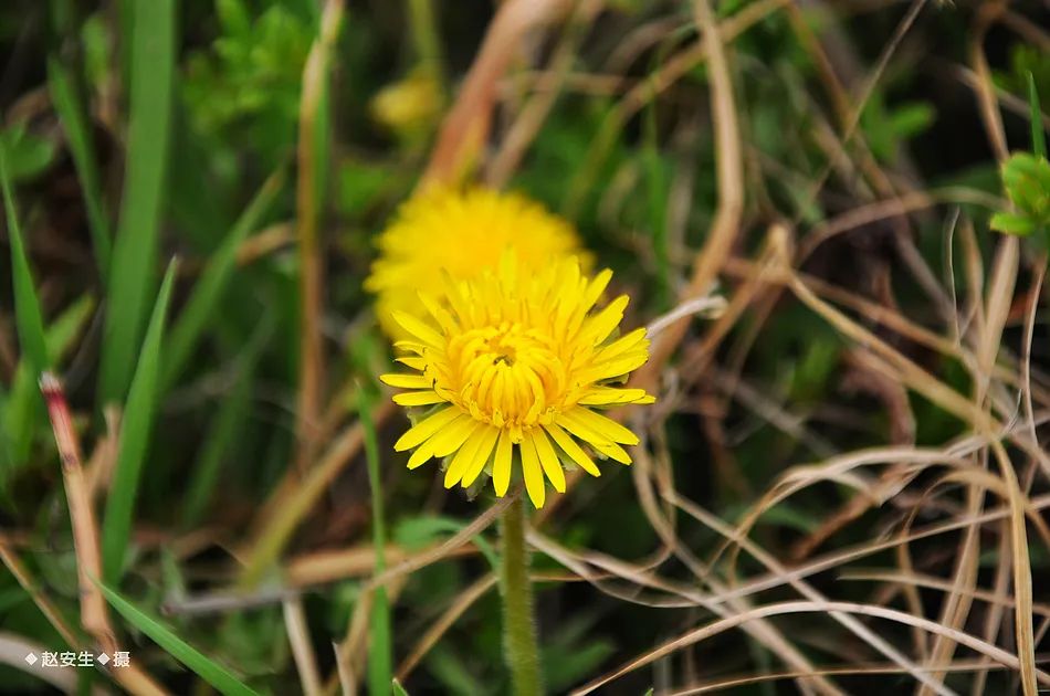 疫情挡不住春天的脚步，小编带你去看古城秦州的春暖花开