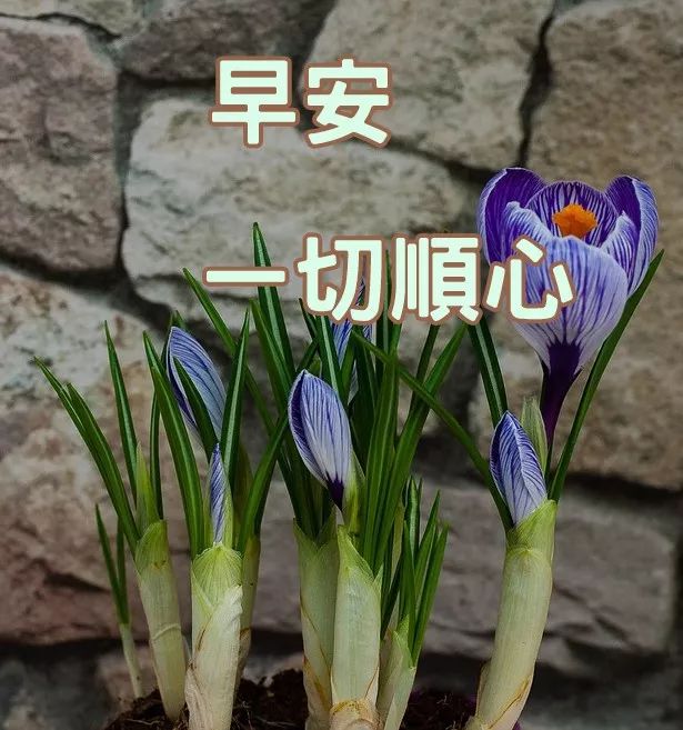 微信最新早上好问候语句，人生万里路，走好每一步图片