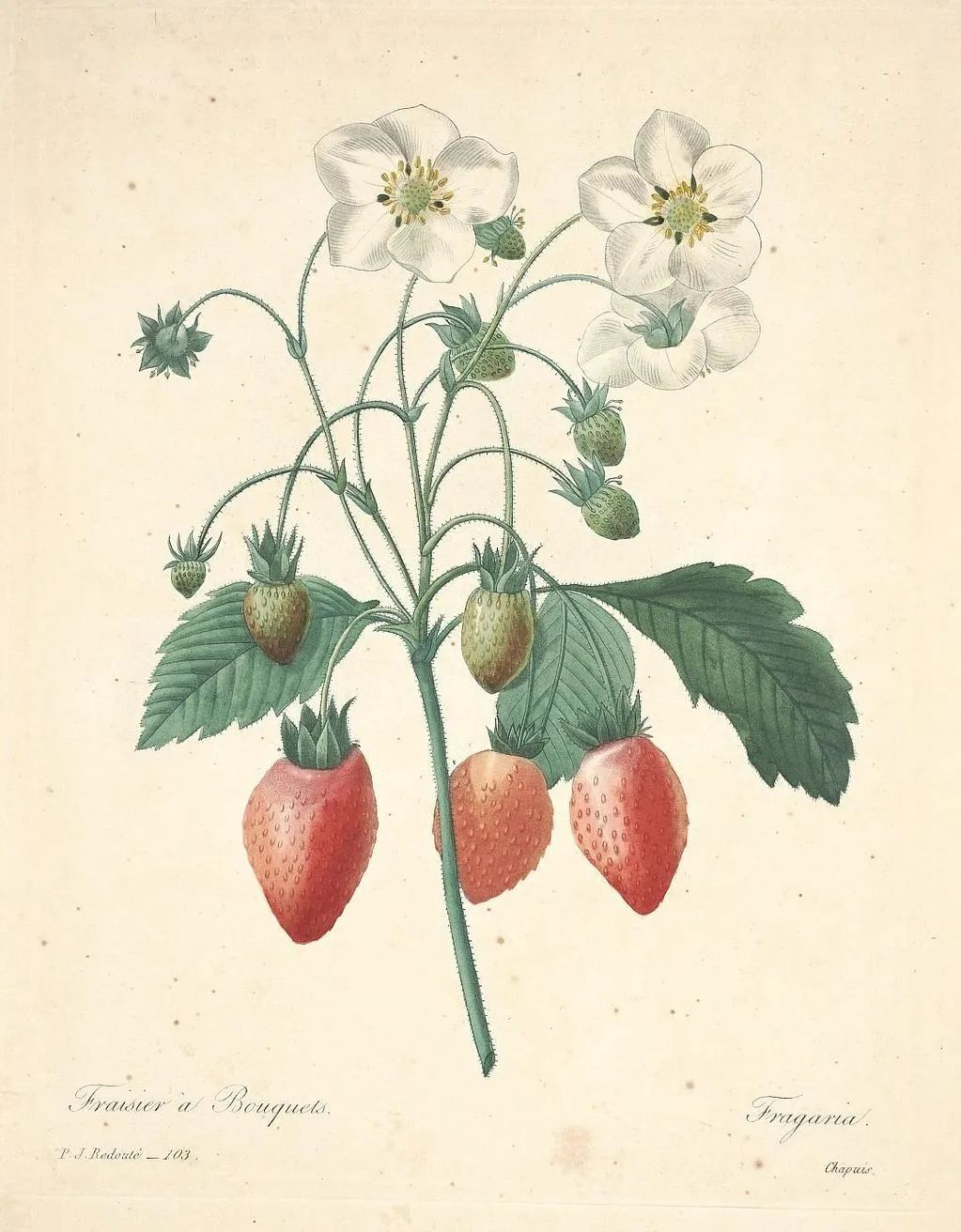 在东方出生，在法国得出结果的红莓，“果农”是卡迪亚吗。