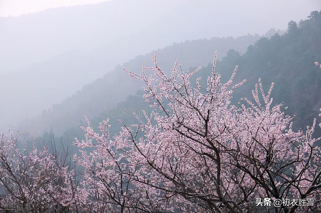 仲春春雨桃花美诗五首：二月桃花春雨里，夹岸桃花蘸水开