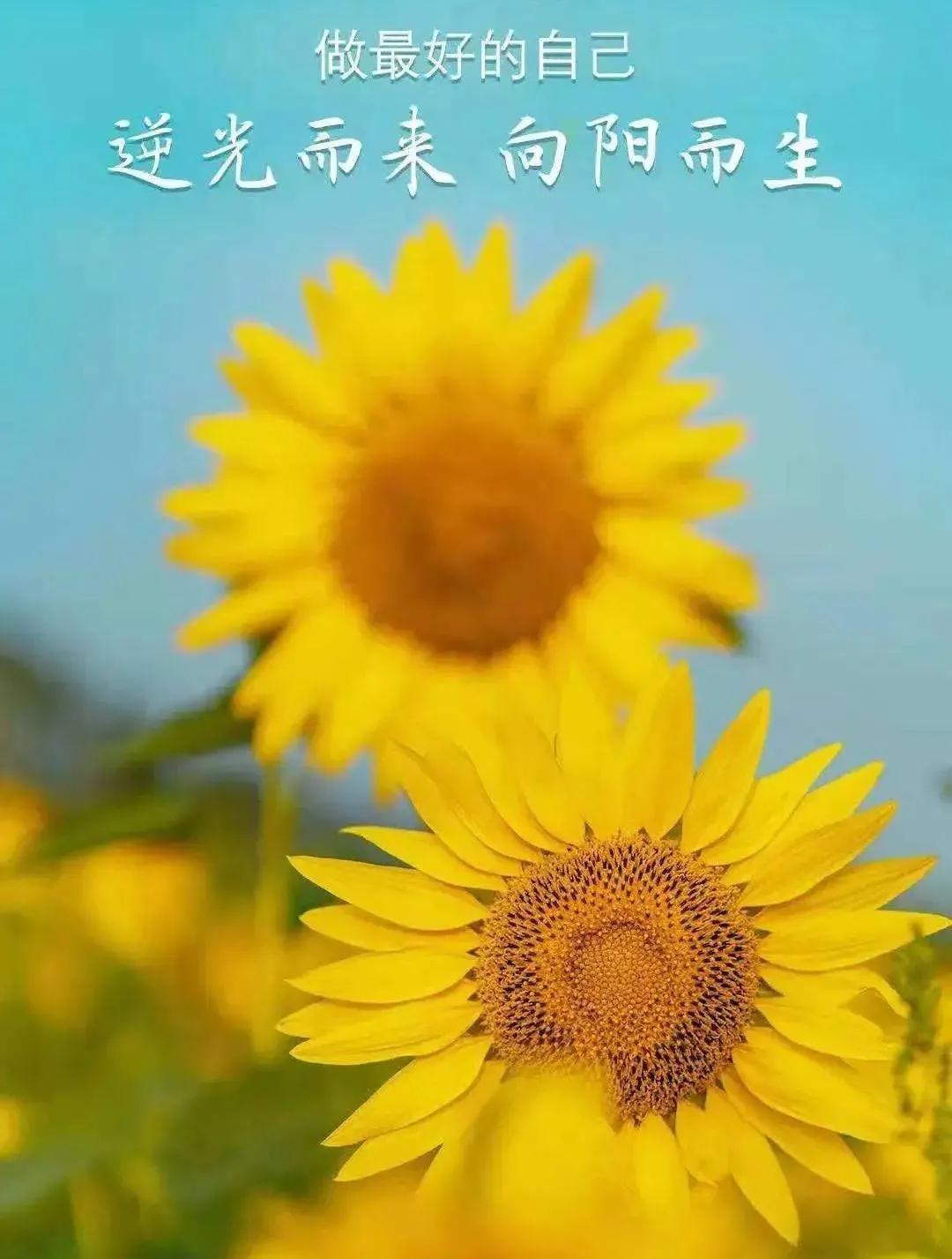 如同向日葵一样,坚定自己的方向,人生有了目标,心中便充满了力量,充满